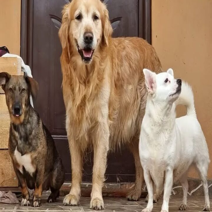 Breaking în România: se introduce taxa zilnică pe câine! Cât vei plăti pentru prietenul tău blănos