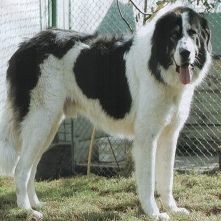 Adio, gratuitate! Taxa care se va plăti zilnic pentru că deții animale